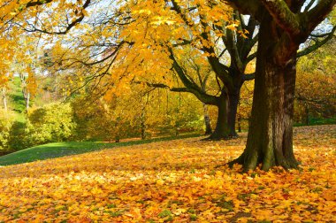 Yeşil çimen, renkli ağaçlar ve duvar kâğıdına uygun mavimsi bir manzara.