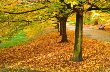 Her iki tarafında çimen ve arka planında renkli ağaçlar olan patika.