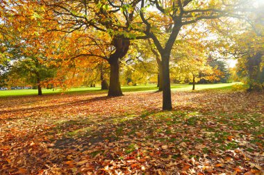 Yeşil çimenleri olan güzel bir manzara. Duvar kağıdı için uygun renkli ağaçlar.