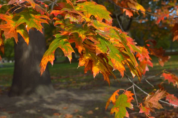 Gros Plan Certaines Feuilles Devenant Jaunes Partir Vert Automne — Photo