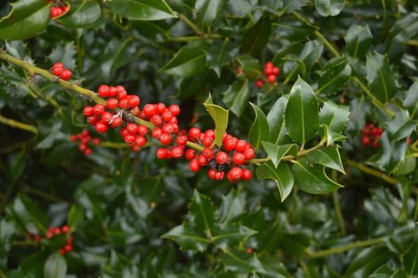 Baies Rouge Vif Sur Une Plante Trône — Photo