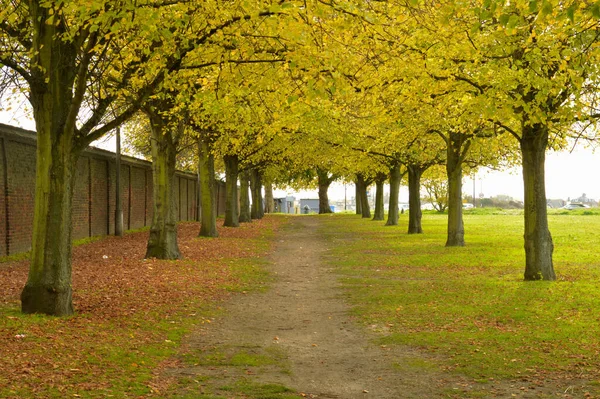 Rows Trees Green Yellow Leaves Both Sides Mud Pathway — Stock Photo, Image