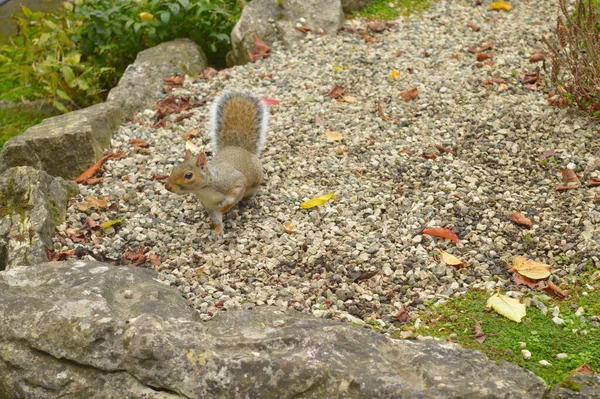 squirrel exploring a rocky surface