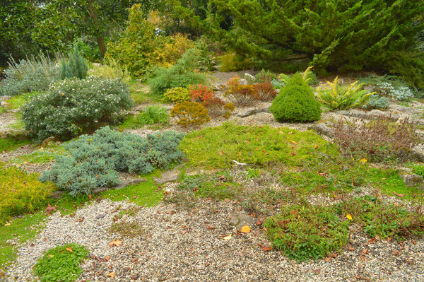 Plants of different types growing together on rocky surface