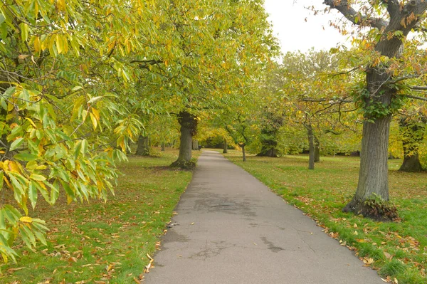 真ん中のタラバコの散歩道のある公園の木の列 — ストック写真