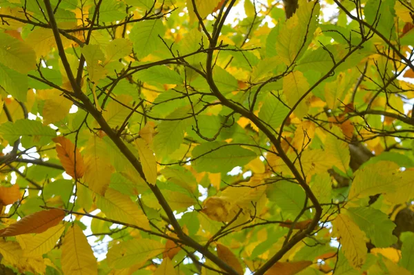 Πολύχρωμα Φύλλα Ένα Δέντρο Σχηματίζοντας Ένα Μοτίβο — Φωτογραφία Αρχείου