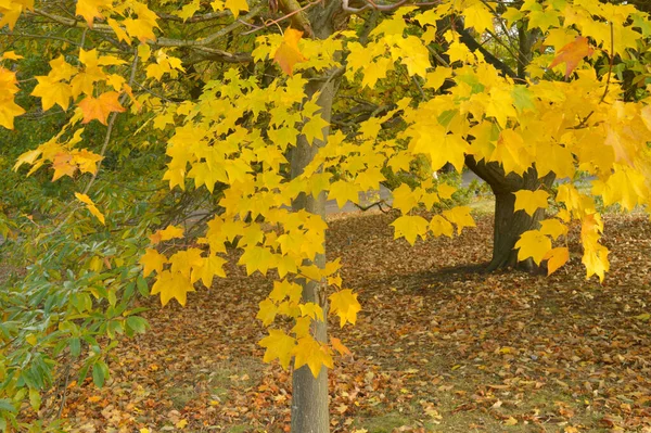 Feuilles Jaunes Sur Arbre Automne — Photo