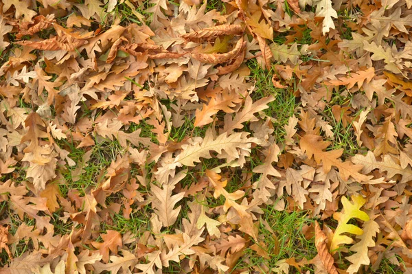 Brązowe Liście Trawie Jesienią — Zdjęcie stockowe