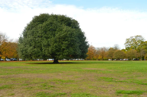 Imagem Uma Árvore Gigante Gramado Sem Outras Árvores Nas Proximidades — Fotografia de Stock