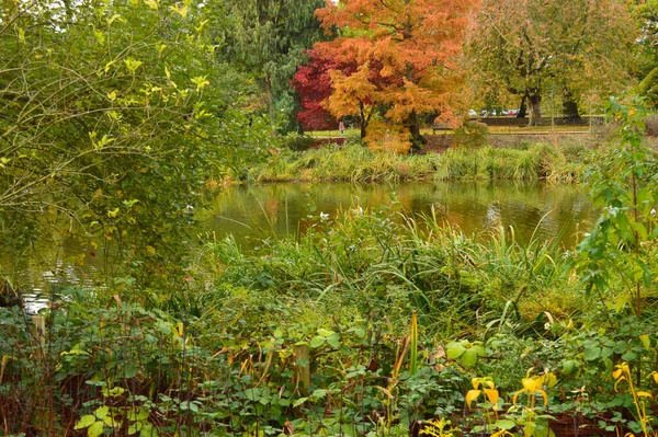 Hermosa Imagen Estanque Con Árbol Rojo Fondo Plantas Verdes Primer — Foto de Stock