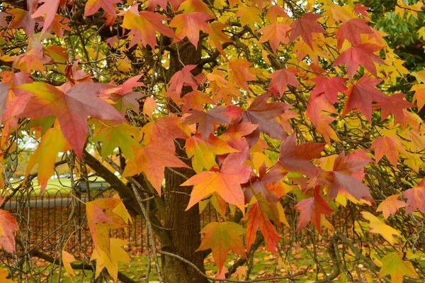 Feuilles Érable Colorées Sur Arbre Automne — Photo