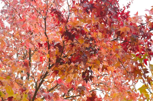 Feuilles Érable Colorées Sur Arbre Automne — Photo