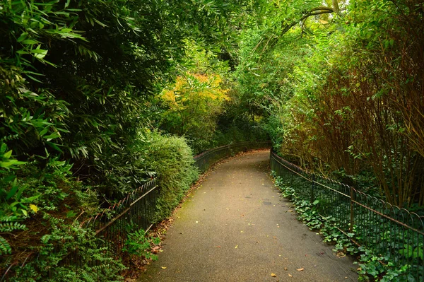 Weg Einem Park Mit Beidseitigem Bewuchs — Stockfoto