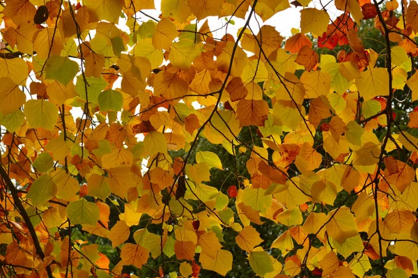 Feuilles Jaunes Orange Sur Arbre — Photo