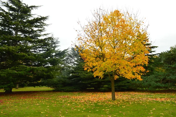 Strom Žlutými Listy Podzim — Stock fotografie