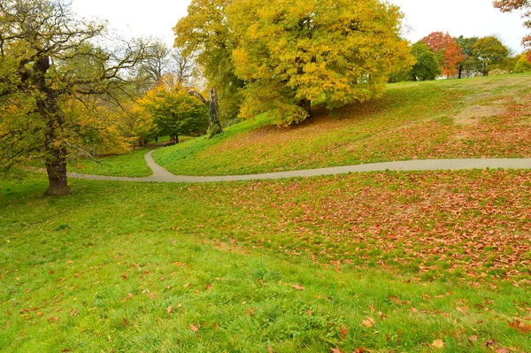 Schöne Landschaft Mit Abgefallenen Blättern Gelben Und Braunen Farben — Stockfoto