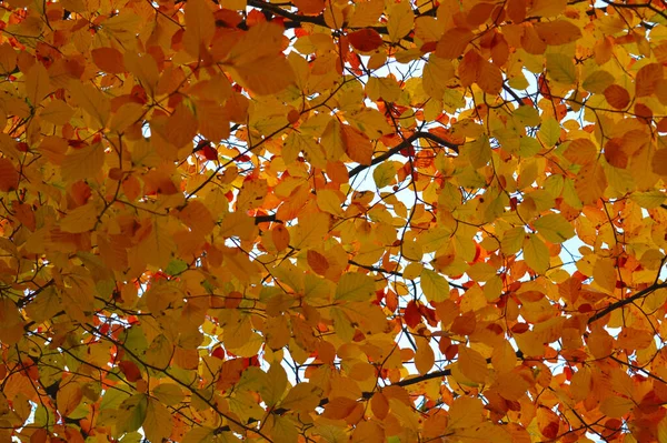 Feuilles Brunes Jaunes Une Branche Arbre Gros Plan — Photo