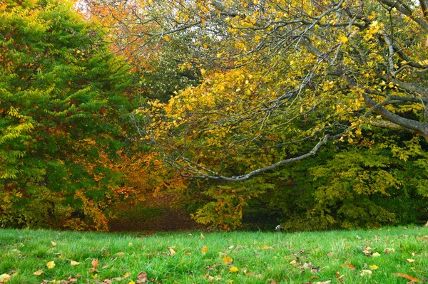 Барвисті Дерева Зеленою Травою Передньому Плані — стокове фото