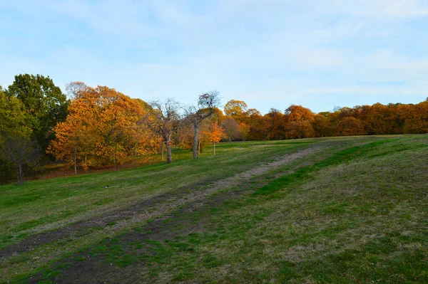 Krajobraz Zieloną Trawą Kolorowymi Drzewami Tle Błękitnym Niebem — Zdjęcie stockowe