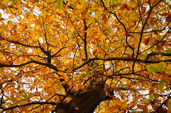 Feuilles Brunes Jaunes Une Branche Arbre Gros Plan — Photo