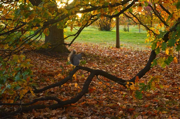 Écureuil Assis Sur Une Branche Avec Des Feuilles Brunes Pelouse — Photo