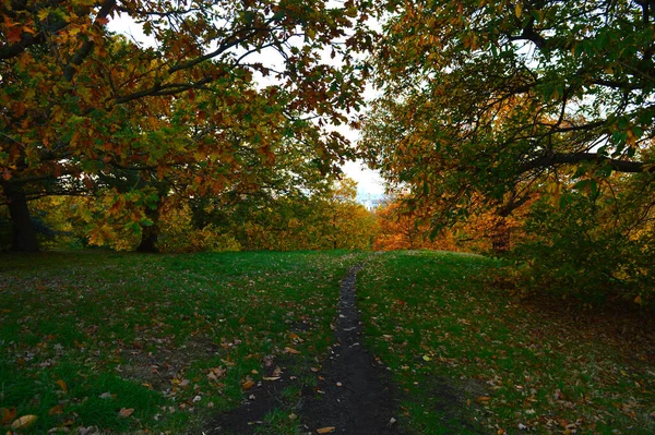 Landschaft Mit Grünem Gras Und Bunten Bäumen Hintergrund Mit Blauem — Stockfoto