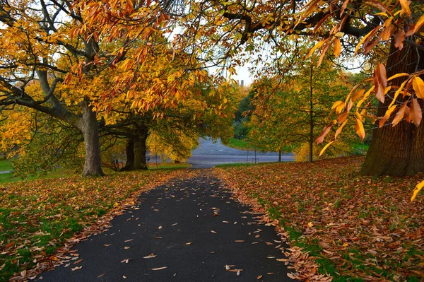 Sentier Avec Pelouse Des Deux Côtés Arbres Colorés Arrière Plan — Photo