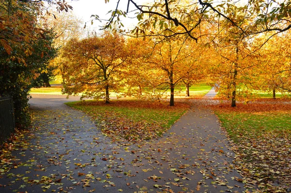 Beautiful Landscape Green Grass Colourful Trees Road Splits Two — Stock Photo, Image