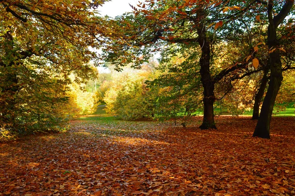 Beau Paysage Avec Herbe Verte Arbres Colorés Adapté Pour Fond — Photo