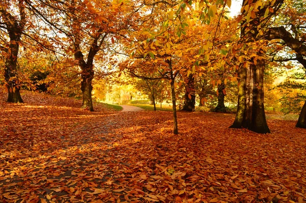 Beautiful Landscape Brown Surface Fallen Leaves Suitable Wallpaper — Stock Photo, Image