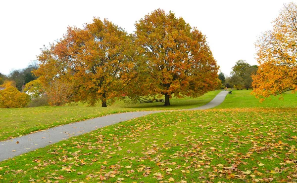 Weg Mit Beidseitigem Rasen Und Bunten Bäumen Hintergrund — Stockfoto