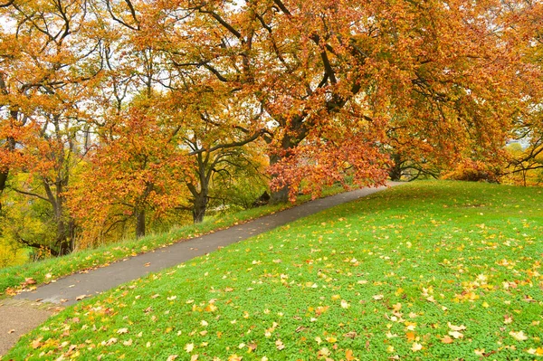 Ścieżka Trawnikiem Obu Stronach Kolorowe Drzewa Tle — Zdjęcie stockowe