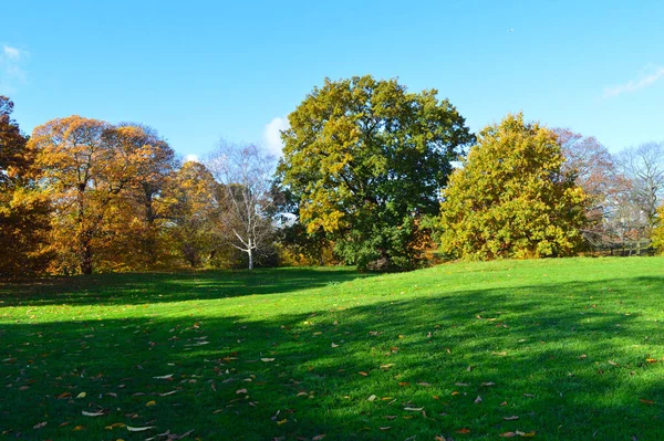 Schöne Landschaft Mit Grünem Gras Bunte Bäume Für Eine Tapete — Stockfoto