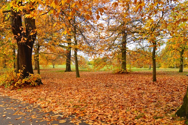 Beau Paysage Avec Herbe Verte Arbres Colorés Adapté Pour Fond — Photo