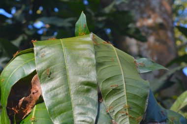 Dokumacı karıncanın yaşayan yapraklardan geniş yuvaları inşa etme yeteneği ekolojik başarılarına şüphesiz katkıda bulunmuştur. Yuva inşaatındaki ilk aşama, potansiyel yuva yapraklarını inceleyen işçilerin kenarlarını m ile çekmeleri gerekmektedir.