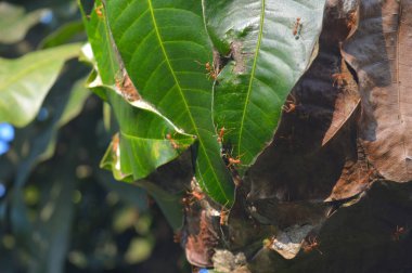 Dokumacı karıncanın yaşayan yapraklardan geniş yuvaları inşa etme yeteneği ekolojik başarılarına şüphesiz katkıda bulunmuştur. Yuva inşaatındaki ilk aşama, potansiyel yuva yapraklarını inceleyen işçilerin kenarlarını m ile çekmeleri gerekmektedir.