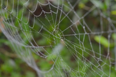 Sabah çiy damlalarıyla örümcek ağı. Kuru örümcek ağı kolyeye benzer bir yapı oluşturur. İki ana lif, her biri küçük, rastgele birbirine dolanmış nanofibrillerden oluşan bir dizi farklı yuvarlak 'puf' u destekler. Su buharlaştığında bu pisliğe yoğunlaşır.