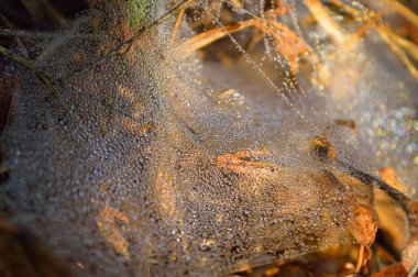 Sabah çiy damlalarıyla örümcek ağı. Kuru örümcek ağı kolyeye benzer bir yapı oluşturur. İki ana lif, her biri küçük, rastgele birbirine dolanmış nanofibrillerden oluşan bir dizi farklı yuvarlak 'puf' u destekler. Su buharlaştığında bu pisliğe yoğunlaşır.