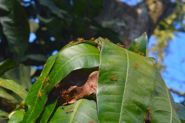 Dokumacı karıncanın yaşayan yapraklardan geniş yuvaları inşa etme yeteneği ekolojik başarılarına şüphesiz katkıda bulunmuştur. Yuva inşaatındaki ilk aşama, potansiyel yuva yapraklarını inceleyen işçilerin kenarlarını m ile çekmeleri gerekmektedir.