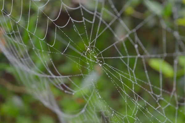 Spinnennetz Mit Tautropfen Morgen Trockene Spinnenseide Bildet Eine Halskettenartige Struktur — Stockfoto