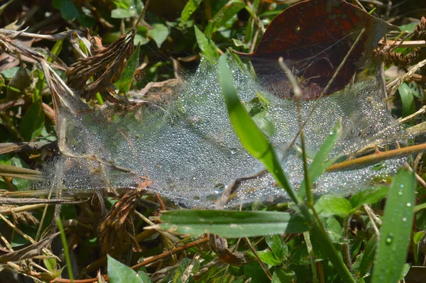 Telaraña Con Gotas Rocío Mañana Seda Araña Seca Forma Una —  Fotos de Stock