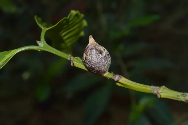 Leeg Nest Van Een Insect Een Tak Bugs Leggen Vaak — Stockfoto