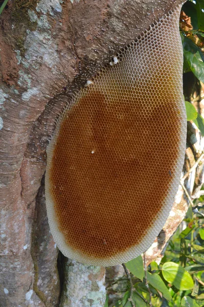 Ağaç Kabuğunda Doğal Bir Bal Peteği Resmi Tarağın Kısa Düzenli — Stok fotoğraf
