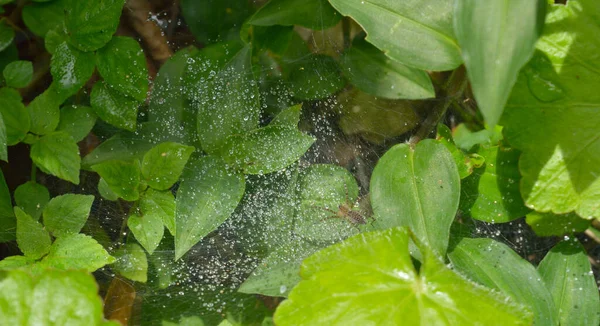 Telaraña Con Gotas Rocío Mañana Seda Araña Seca Forma Una — Foto de Stock