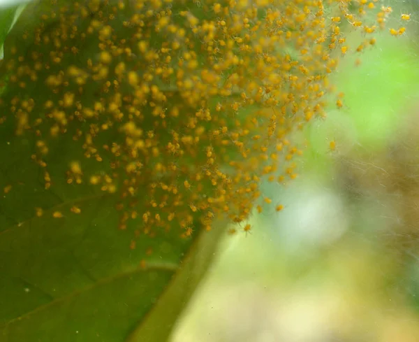 Дитячі Павуки Під Листком Можуть Бути Сотні Яєць Яєчний Мішок — стокове фото
