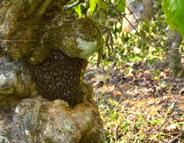 Pequeno Favo Mel Coberto Abelhas Uma Casca Árvore Padrão Conciso — Fotografia de Stock