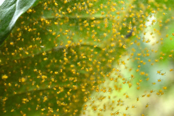 Дитячі Павуки Під Листком Можуть Бути Сотні Яєць Яєчний Мішок — стокове фото