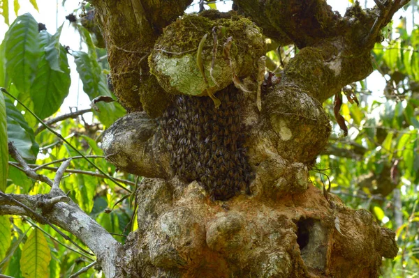 Pequeno Favo Mel Coberto Abelhas Uma Casca Árvore Padrão Conciso — Fotografia de Stock