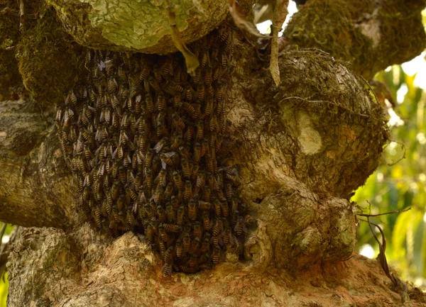 Peine Abeja Pequeño Cubierto Abejas Una Corteza Árbol Patrón Conciso —  Fotos de Stock