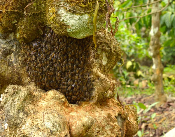 Pequeno Favo Mel Coberto Abelhas Uma Casca Árvore Padrão Conciso — Fotografia de Stock